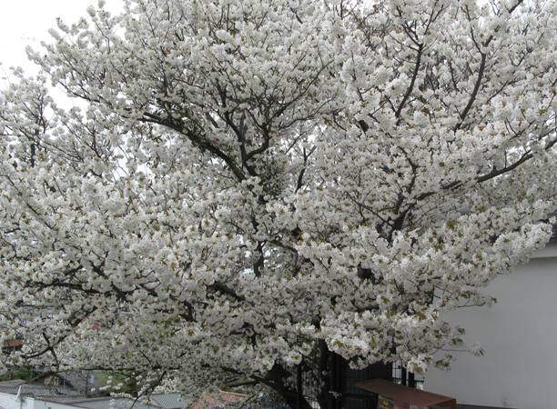 春は桜 桜といえば桜の枝の染色 布と染織を楽しむ暮らし